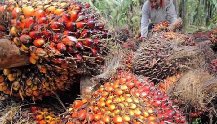 Kampar Minta Pabrik Pengolahan Sawit, Bupati: Potensi Besar tapi Belum Optimal