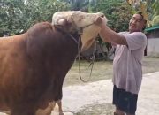Peternak Muda Asal Inhu Sukses Rawat Sapi 1 Ton untuk Kurban Presiden RI