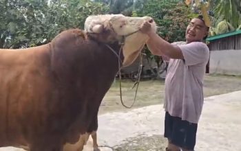 Peternak Muda Asal Inhu Sukses Rawat Sapi 1 Ton untuk Kurban Presiden RI