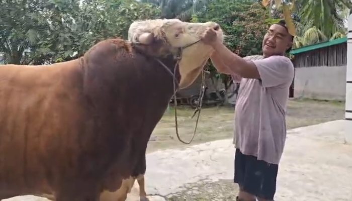 Peternak Muda Asal Inhu Sukses Rawat Sapi 1 Ton untuk Kurban Presiden RI