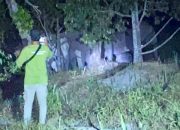 12 Gajah Raksasa Muncul di Muara Fajar Pekanbaru, Warga Cemas