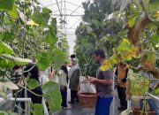Berawal dari Hobi, Pria Pekanbaru Ini Sulap Kebun Melon Jadi Destinasi Wisata Keluarga