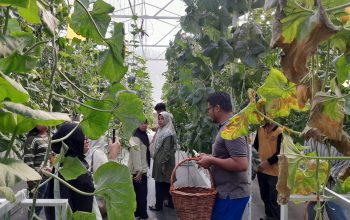 Berawal dari Hobi, Pria Pekanbaru Ini Sulap Kebun Melon Jadi Destinasi Wisata Keluarga