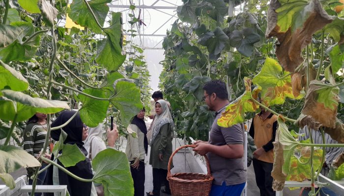 Berawal dari Hobi, Pria Pekanbaru Ini Sulap Kebun Melon Jadi Destinasi Wisata Keluarga