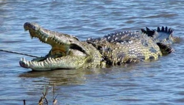 Detik-detik IRT di Inhil Diterkam Buaya Saat Mandi, Suami Terjun Bertaruh Nyawa Selamatkan Istri