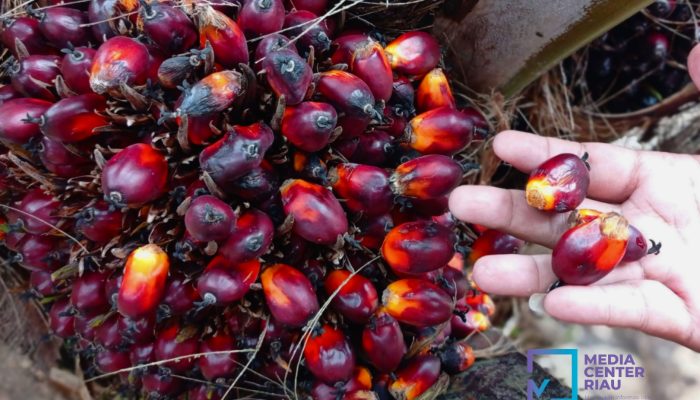 Harga Sawit Riau Kembali Naik, TBS Usia 9 Tahun Tembus Rp3.831 per Kilogram