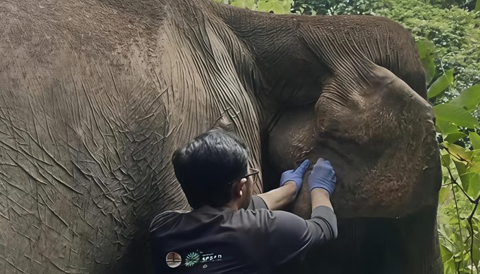Berusia 60 Tahun, Gajah Sumatra di Pelalawan Masih Bertahan Hidup Secara Alami