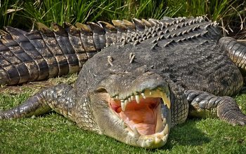Dua Hari Berjuang di Rumah Sakit, Nelayan Rohil Korban Serangan Buaya Meninggal Dunia