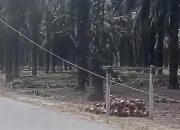 Pria di Kampar Tewas Diduga Tersengat Listrik Saat Ambil Buah Sawit