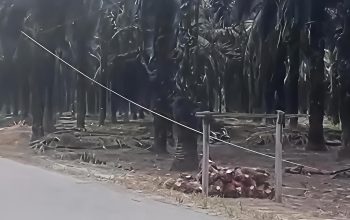 Pria di Kampar Tewas Diduga Tersengat Listrik Saat Ambil Buah Sawit