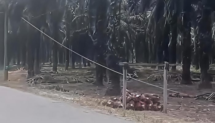 Pria di Kampar Tewas Diduga Tersengat Listrik Saat Ambil Buah Sawit
