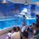 Jakarta Aquarium Safari Jadi Atraksi Wisata Favorit Indonesia, Masuk Enam Besar Asia
