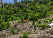 Harimau Sumatera Muncul di Lahan Perkebunan, Warga Pulau Burung Diminta Tingkatkan Kewaspadaan