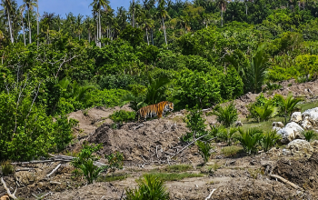 Harimau Sumatera Muncul di Lahan Perkebunan, Warga Pulau Burung Diminta Tingkatkan Kewaspadaan