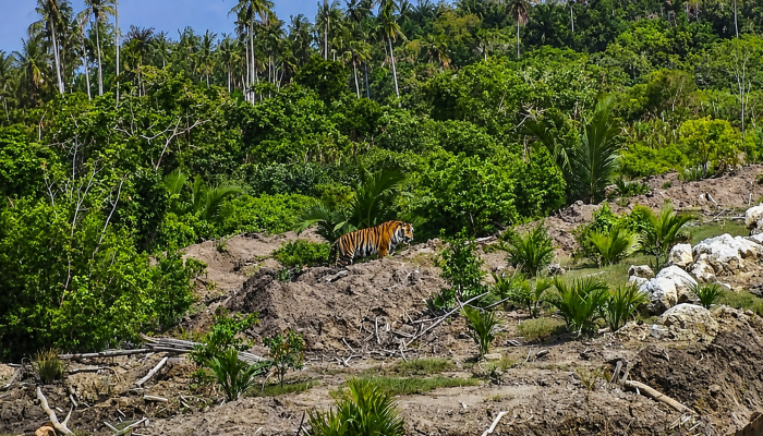 Harimau Sumatera Muncul di Lahan Perkebunan, Warga Pulau Burung Diminta Tingkatkan Kewaspadaan
