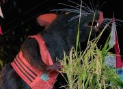 Viral Tikus Berompi Oranye Bawa Emas di Karnaval Karanganyar, Tulisan di Bajunya Bikin Sorotan