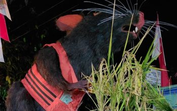 Viral Tikus Berompi Oranye Bawa Emas di Karnaval Karanganyar, Tulisan di Bajunya Bikin Sorotan